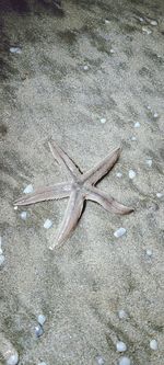 High angle view of dead fish on beach