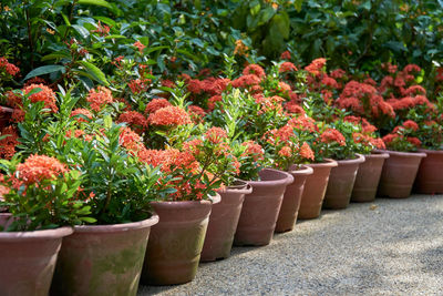 Potted plants in garden