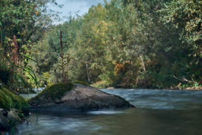 Scenic view of river amidst trees in forest