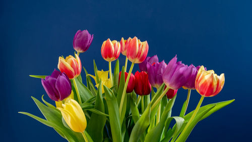 Close-up of pink tulips against blue background