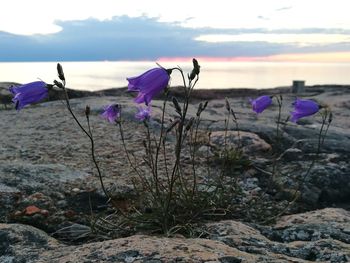 Close-up of purple crocus flowers on land