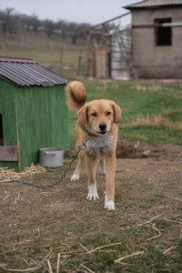 Dog running on field