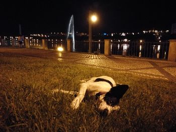 Dog on illuminated grass at night