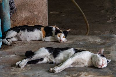 High angle view of stray cats lying on footpath