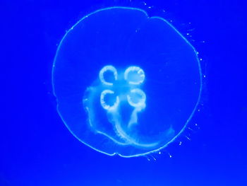Close-up of jellyfish against blue background
