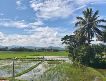 Scenic view of palm trees on field against sky