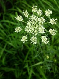 Close-up of white flowers