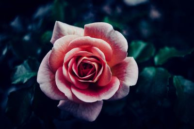 Close-up of pink rose blooming outdoors