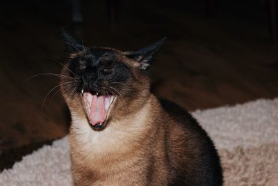 Close-up of cat yawning