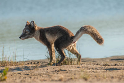 Close-up of fox standing at lake