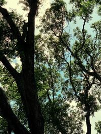 Low angle view of trees against sky