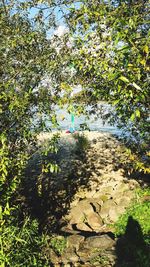 Trees and plants by water