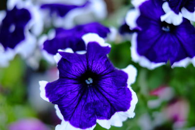 Close-up of purple iris blooming outdoors