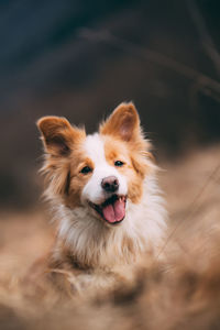 Close-up portrait of a dog on field