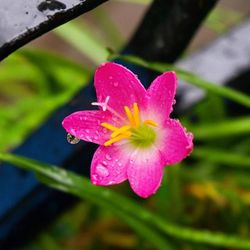 Close-up of water drops on pink flower