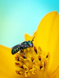 Image of ceratina pithitis smaragdula on yellow flower pollen collects nectar. bee. insect. animal