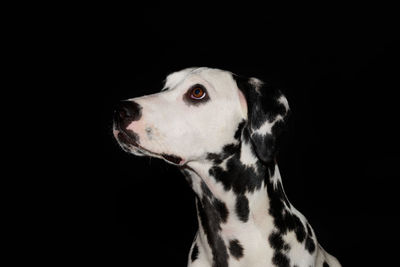 Close-up of dogs against black background