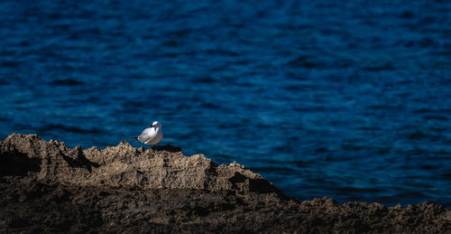 Seagull perching on rock