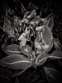 Close up of leaf