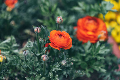 Close-up of orange poppy flowers