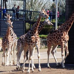 Giraffe in zoo