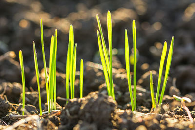 Close-up of plants growing on field