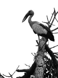 Bird perching on a tree