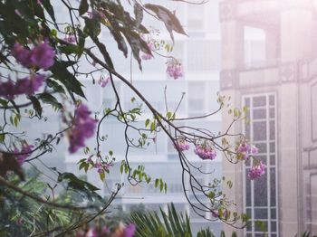 Close-up of pink flowers on tree window