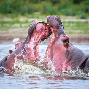 Horse in a lake