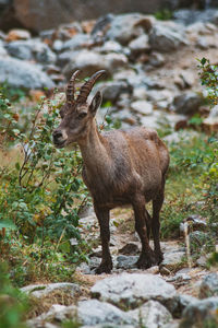 Deer standing on field