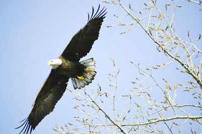 Low angle view of eagle flying against clear sky