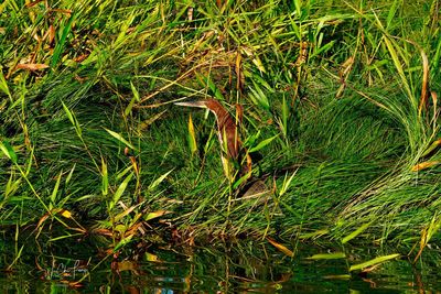 Full frame shot of grass on field