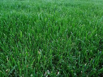 Full frame shot of grassy field