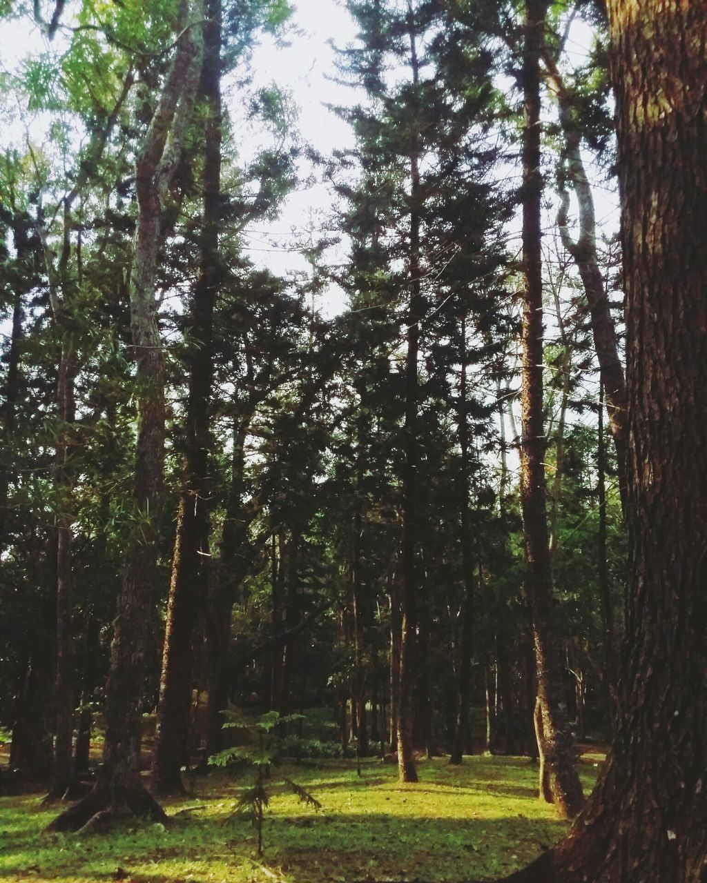 tree, tree trunk, tranquility, growth, tranquil scene, nature, forest, beauty in nature, woodland, grass, scenics, green color, branch, landscape, non-urban scene, day, sky, outdoors, no people, sunlight