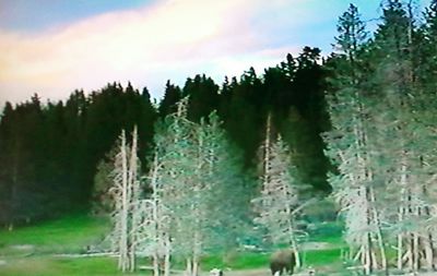 Panoramic view of pine trees in forest against sky