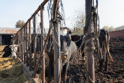 Cow farmland