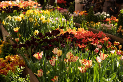 Close-up of flowering plants on field