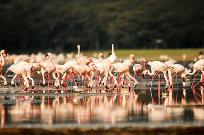 Flock of flamingoes at lakeshore