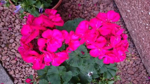 Red flowers blooming outdoors