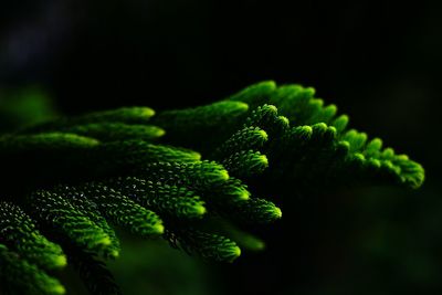 Close-up of plants against black background