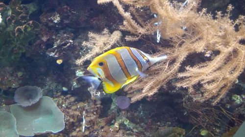 Close-up of fish swimming in sea