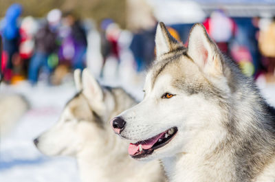 Close-up of a dog looking away