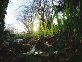 Sun shining through trees