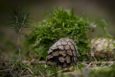 Close-up on pine cones on field