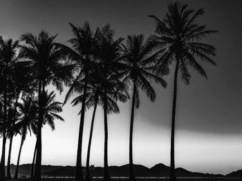 Low angle view of palm trees against sky