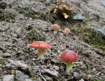 Close-up of mushroom growing on field