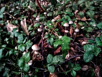 High angle view of mushrooms growing on field