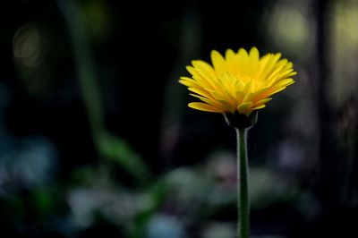 Close-up of yellow flowering plant