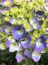 Close-up of purple flowering plant