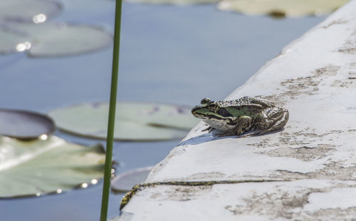 Close-up of turtle in water